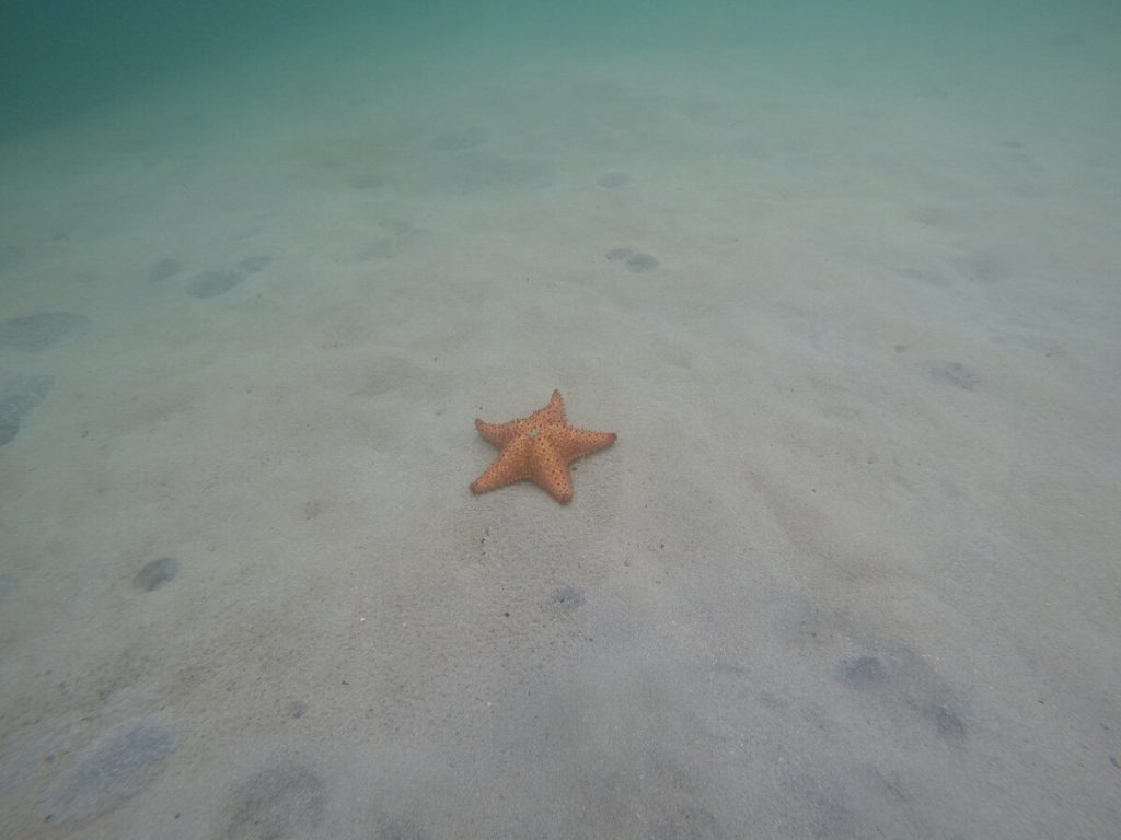 Starfish Beach Bocas del Toro Panama