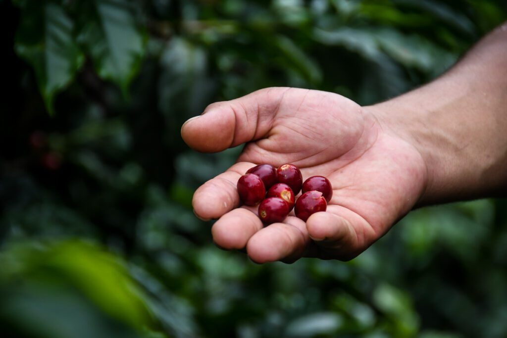 Coffee farm tour Antigua Guatemala
