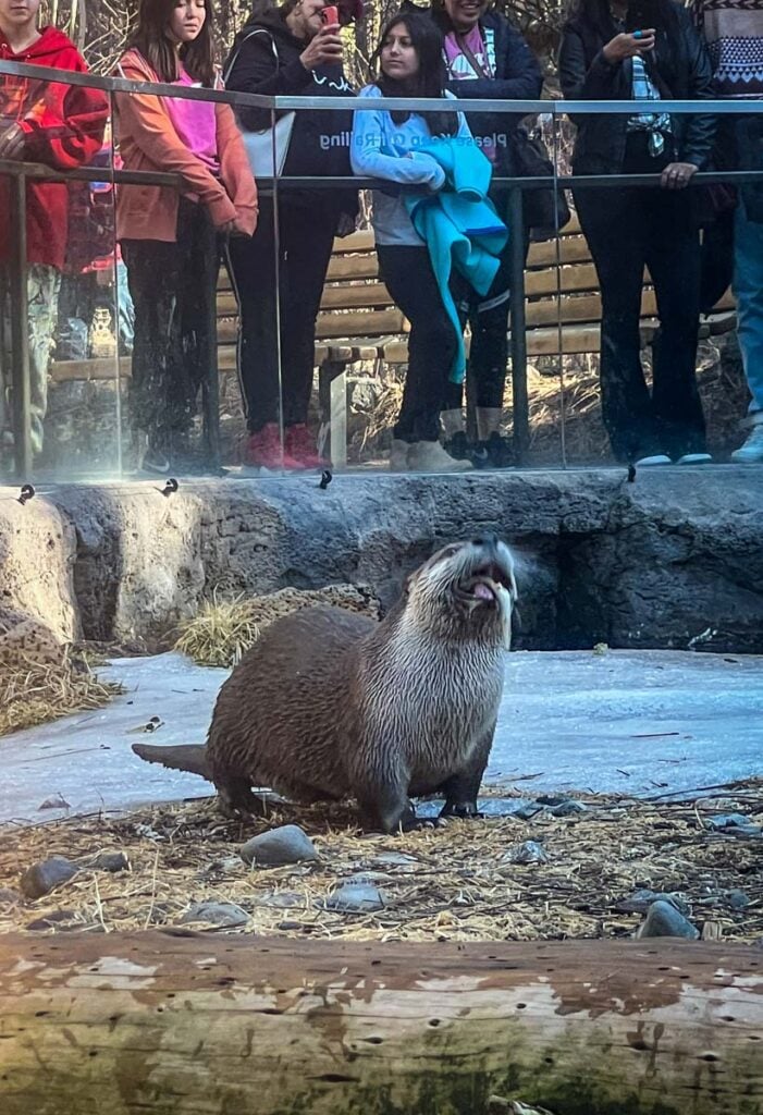 Otter High Desert Museum Bend Oregon