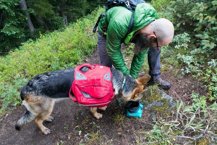 Vanlife with dogs: Dustin & Amara