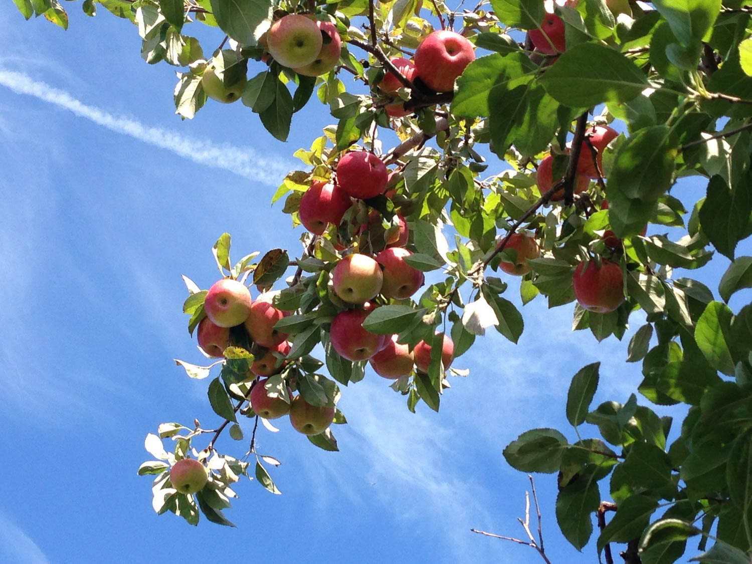 Apple Orchard Love Letter to Minnesota