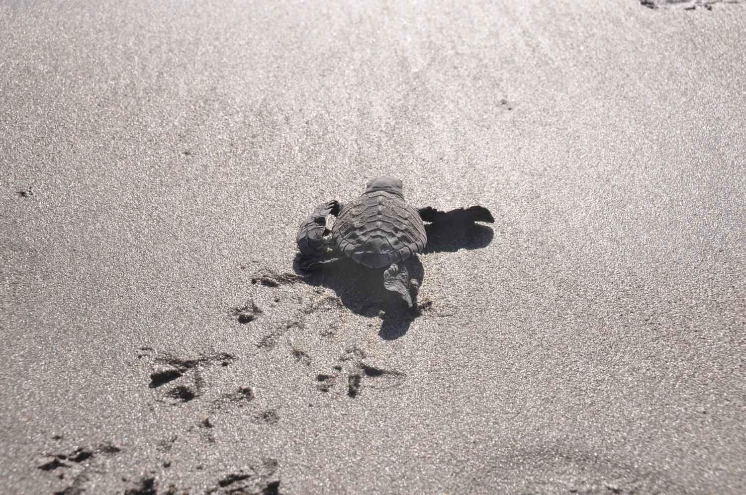 Baby+Sea+Turtle+Kuta+Bali.jpg