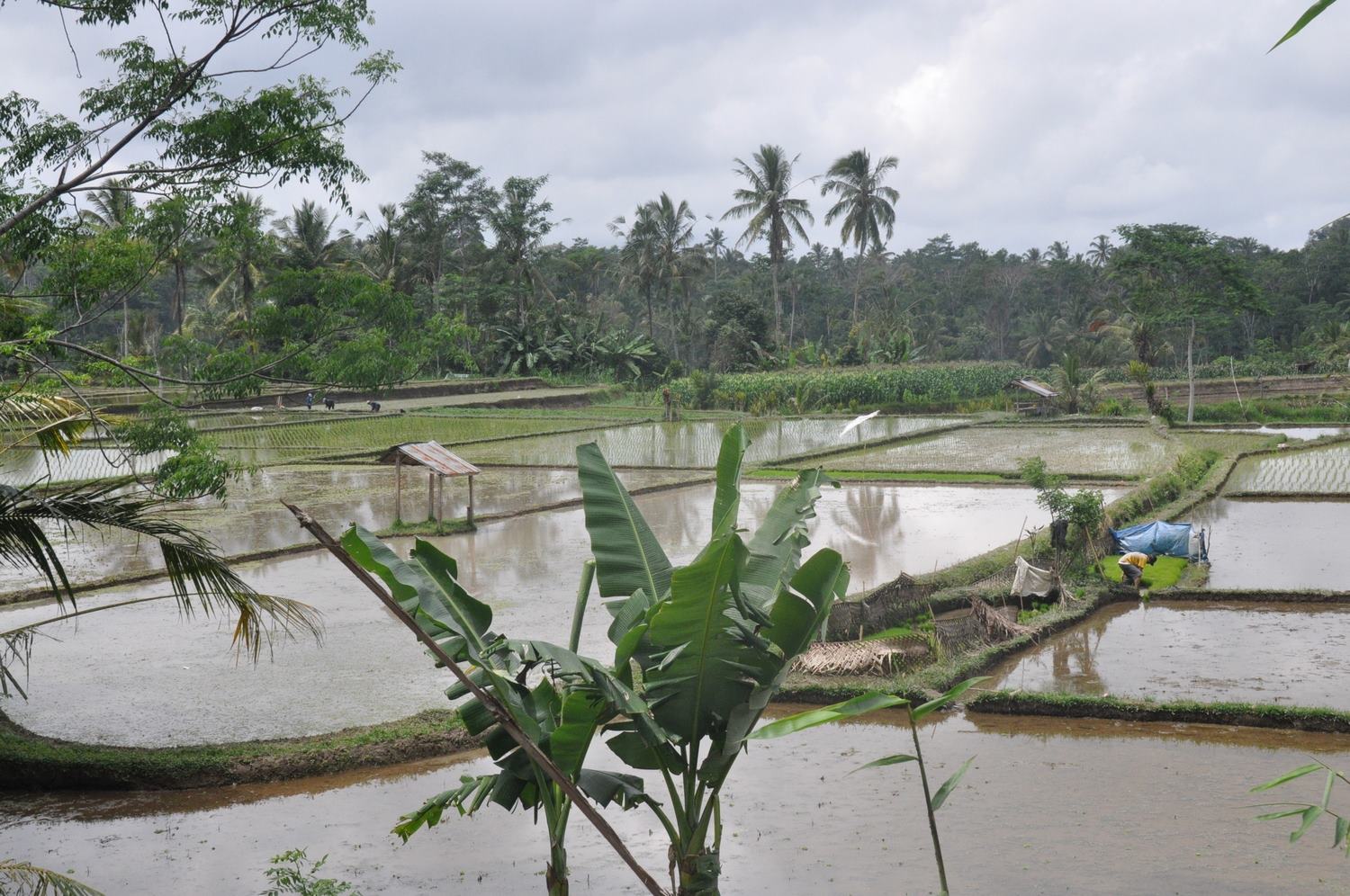 Bali Rice Fields