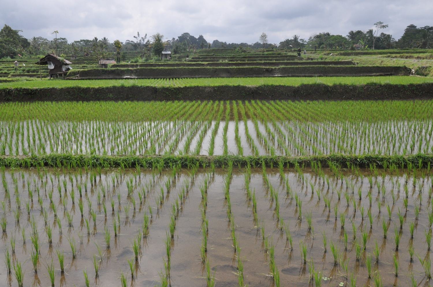 Bali Rice Fields