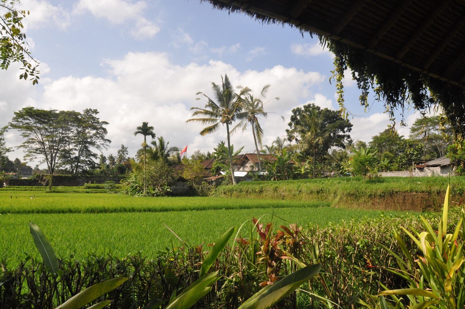 Bali rice fields Ubud