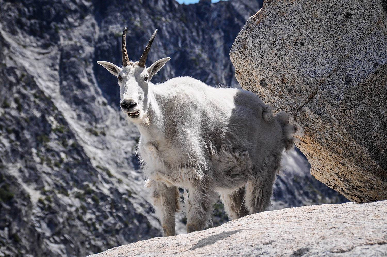 Best Things to Do in Washington State Enchantments Mountain Goat