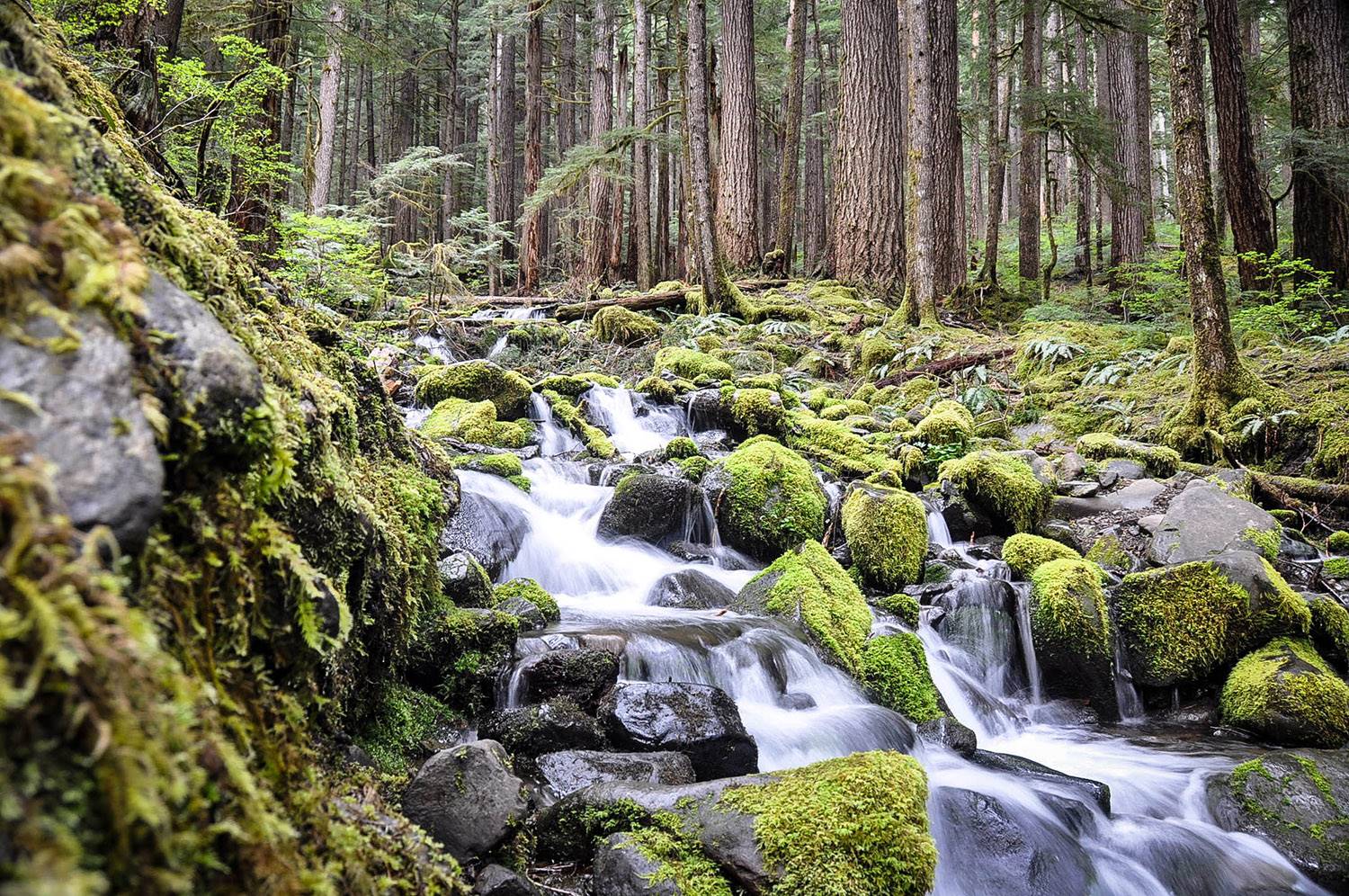 Best Things to Do in Washington State Sol Duc Falls