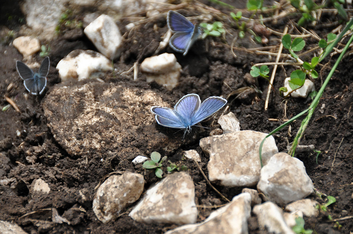 Blue Butterfly Zabljak Montenegro