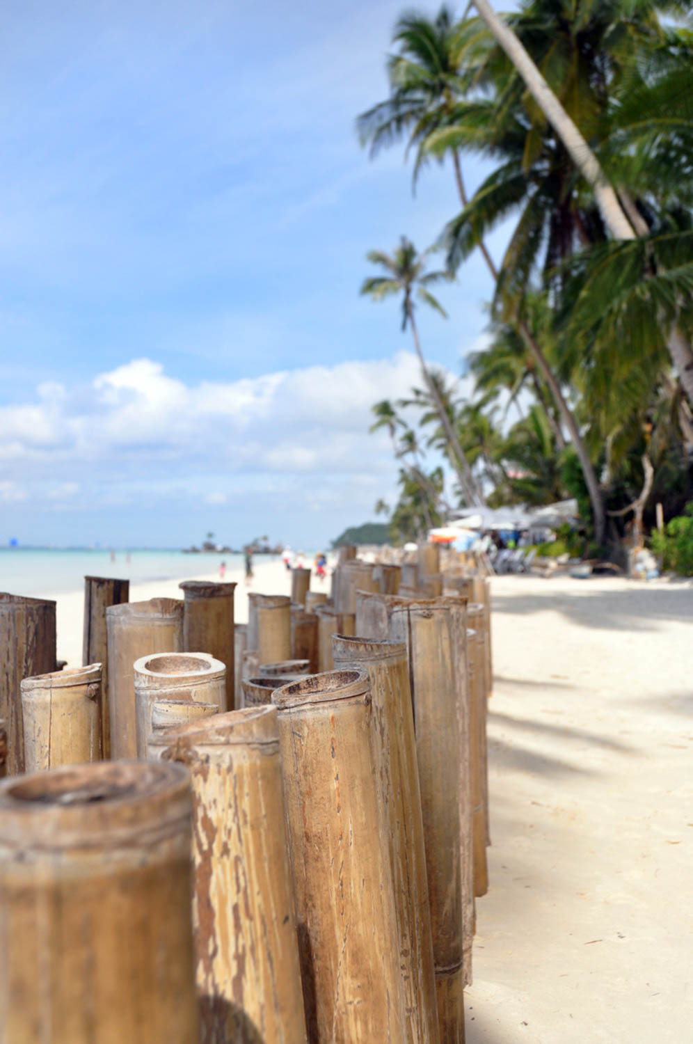 Boracay Palm Trees Bamboo