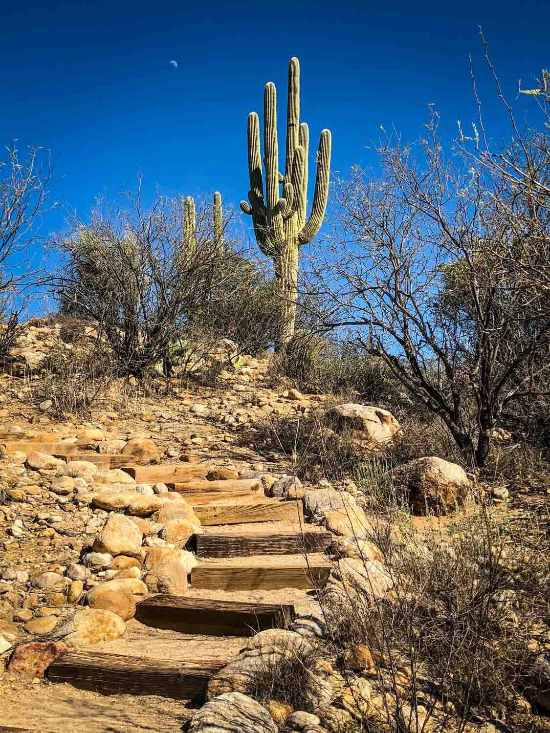 Catalina State Park | Photo Credit: My Mom ;)