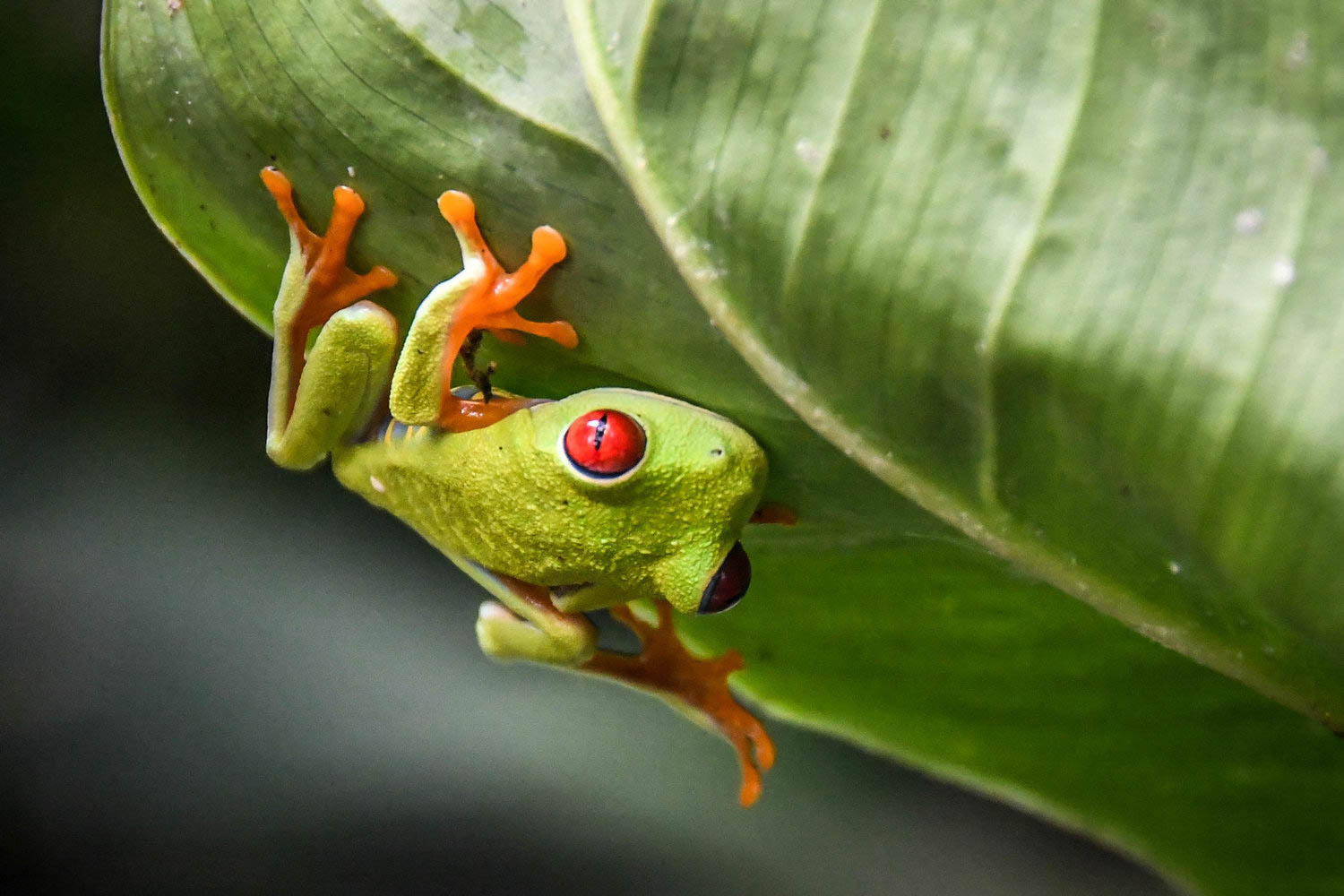 Countries to Teach English Costa Rica frog