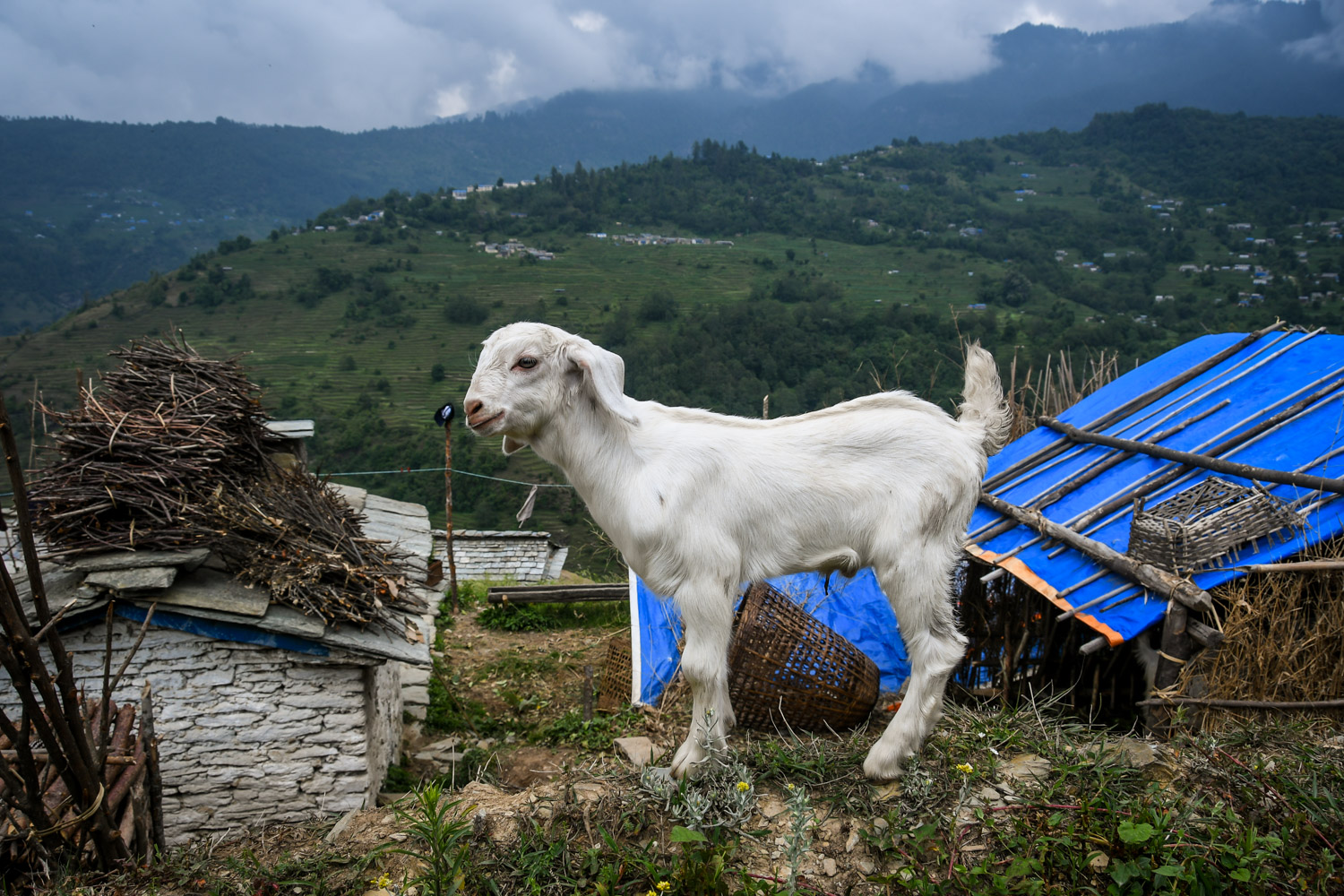 Mohare Danda Trek Baby Goat