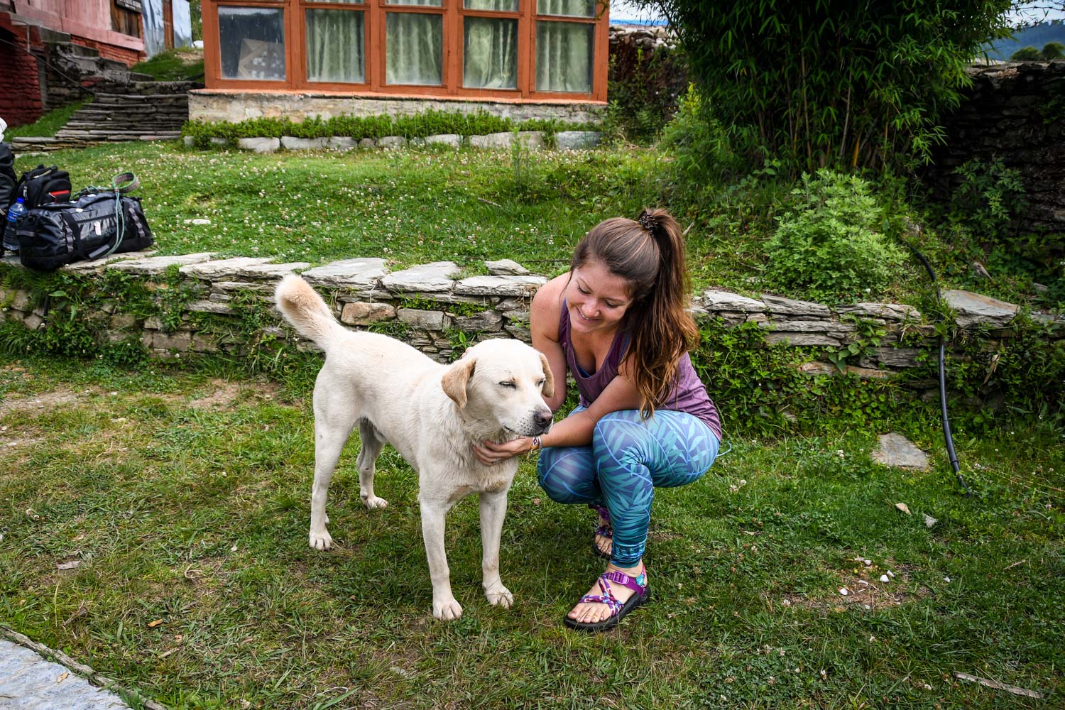 Mohare Danda Trek Trail Dog