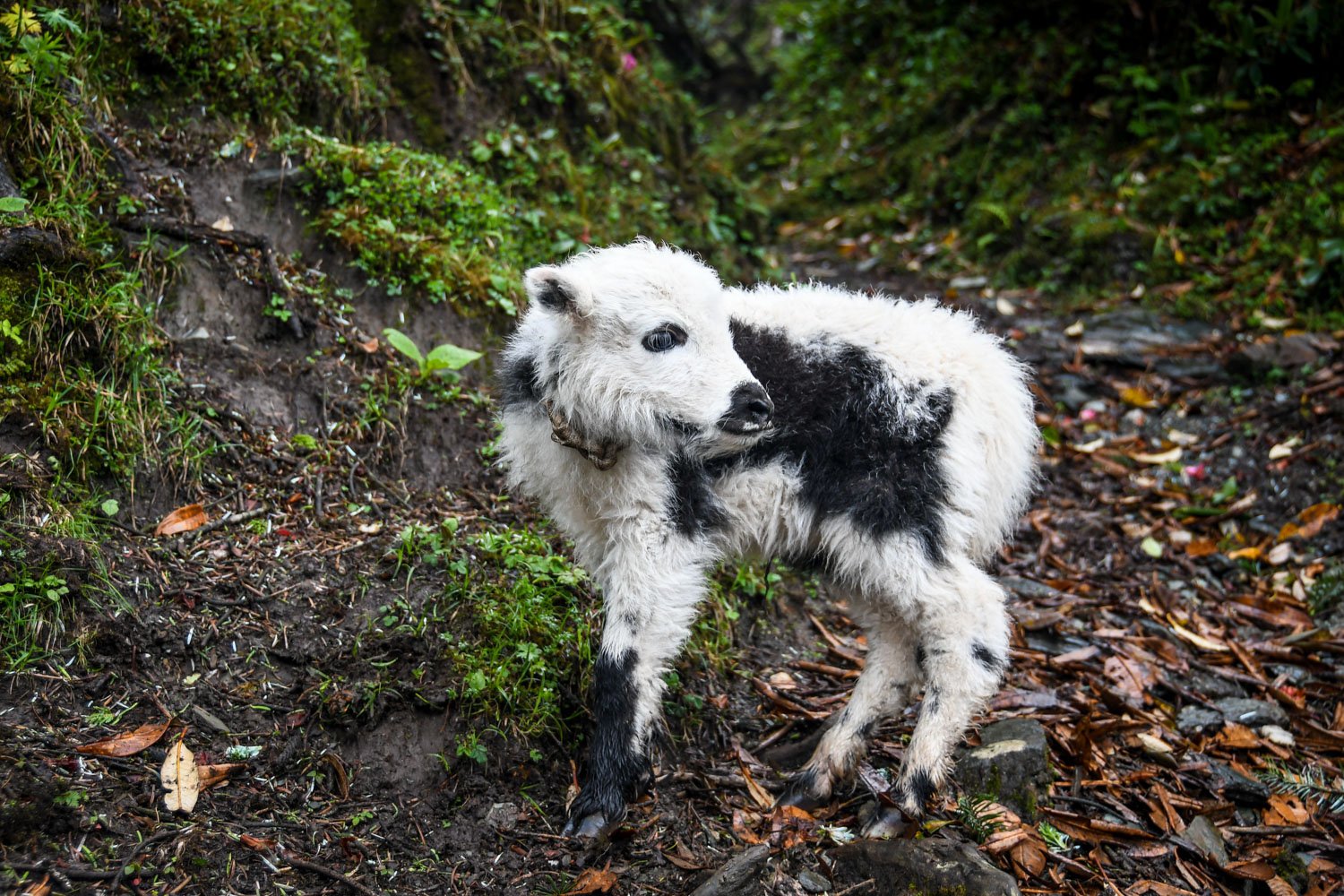 Mohare Danda Trek Baby Yak