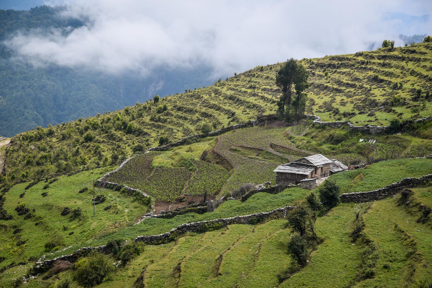 Mohare Danda Trek Terrace Farm