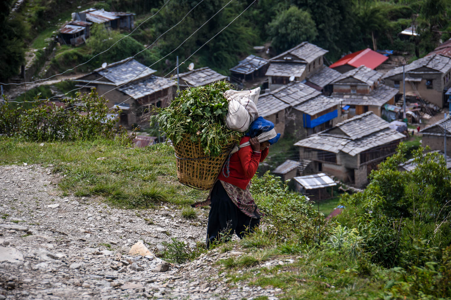 Mohare Danda Trek Farmer Carrying Grass