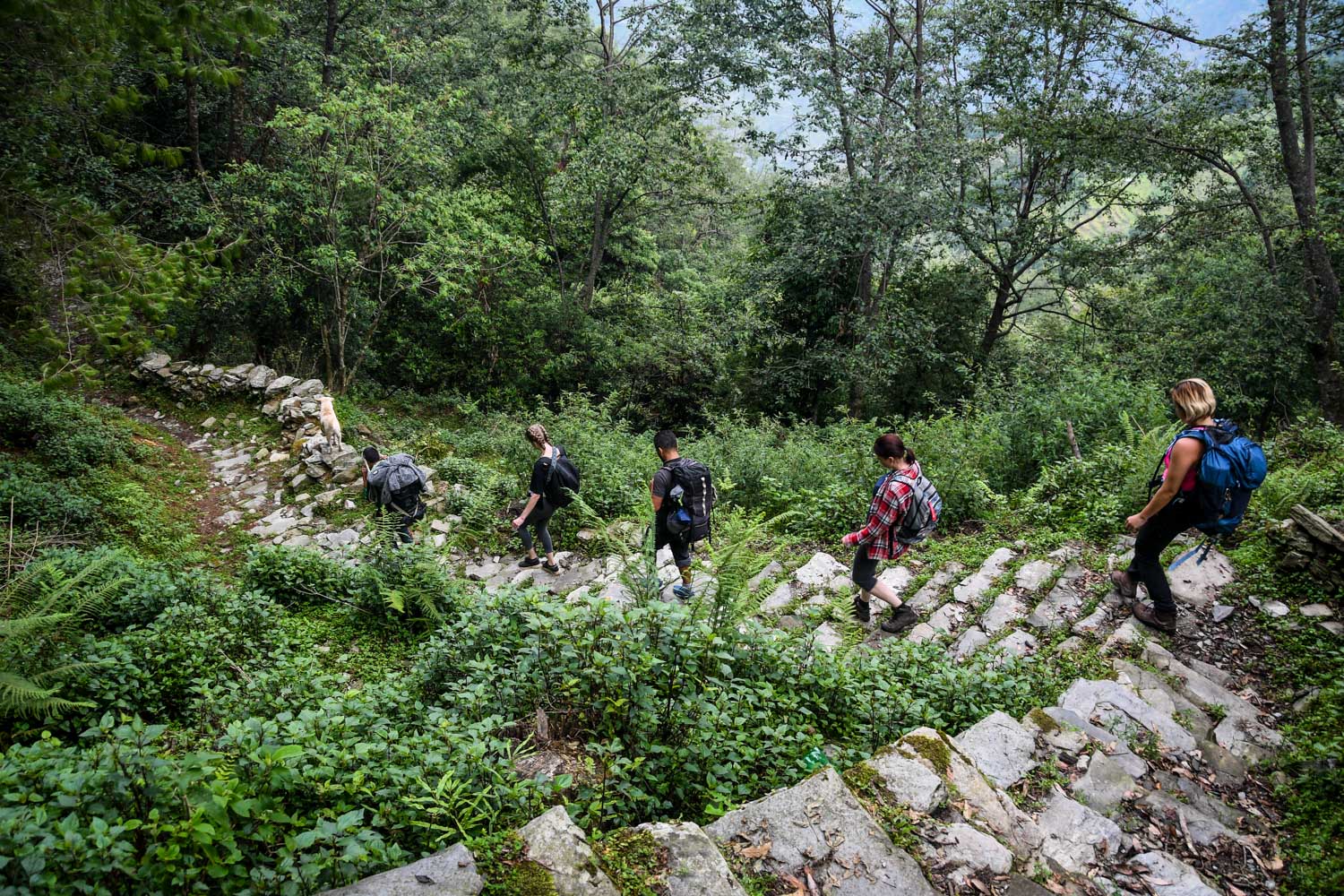 Mohare Danda Trek Hiking Down Hill