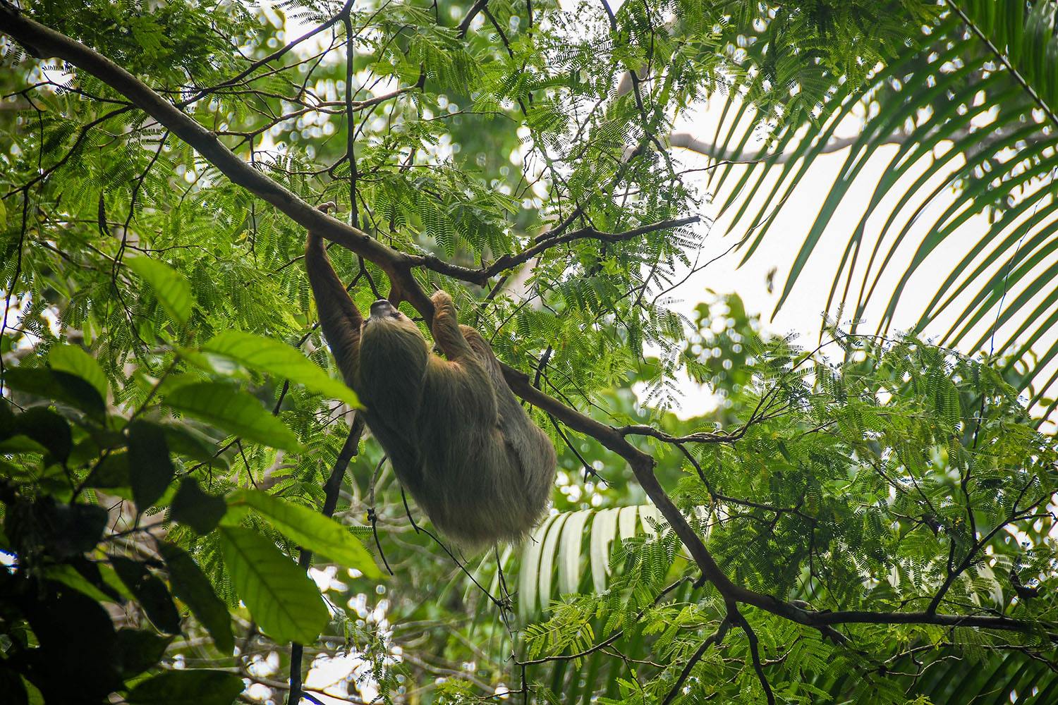 Things to Do in Costa Rica See Sloths