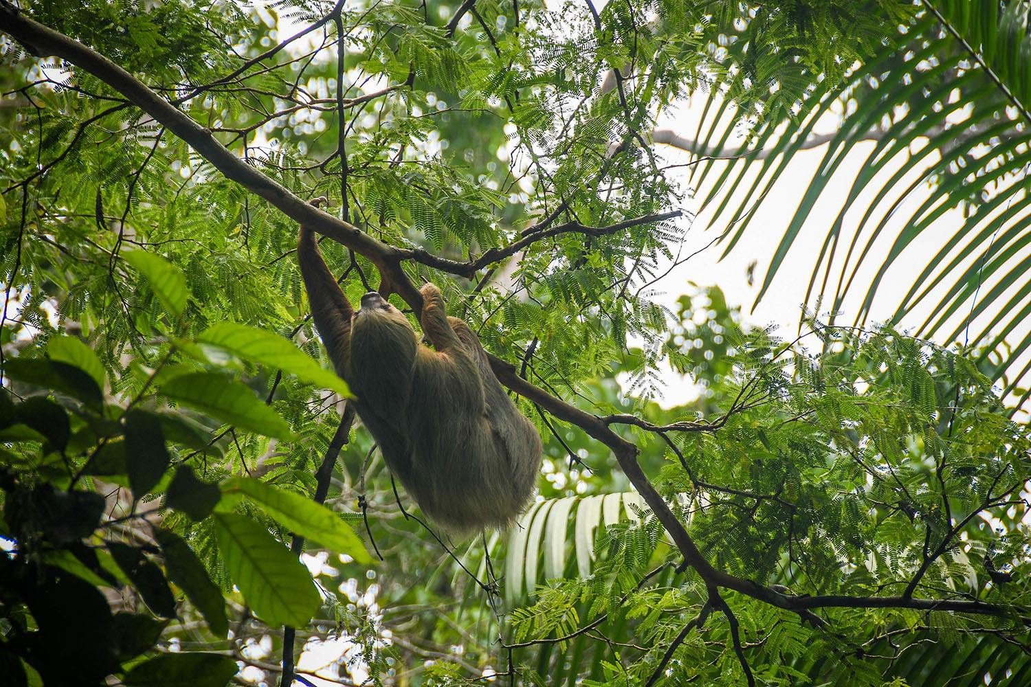 Things to Do in Costa Rica See Sloths