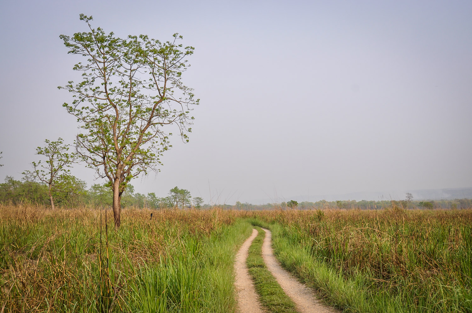 Things to do in Nepal Chitwan National Park