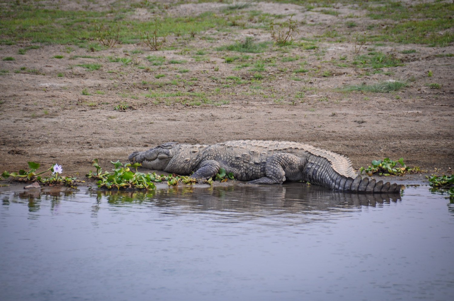 Things to do in Nepal Chitwan National Park