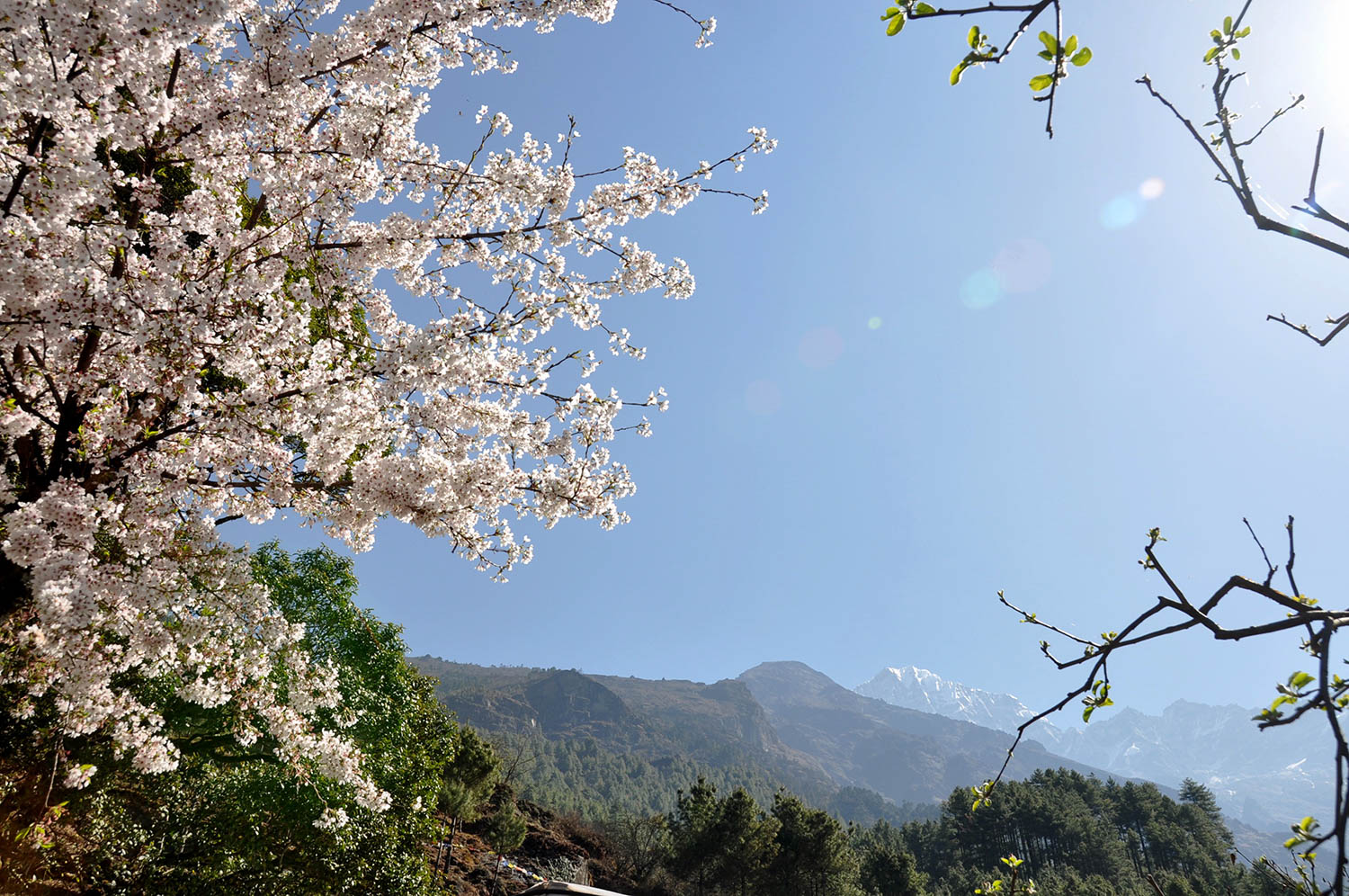 Flowers, sunshine & mountains