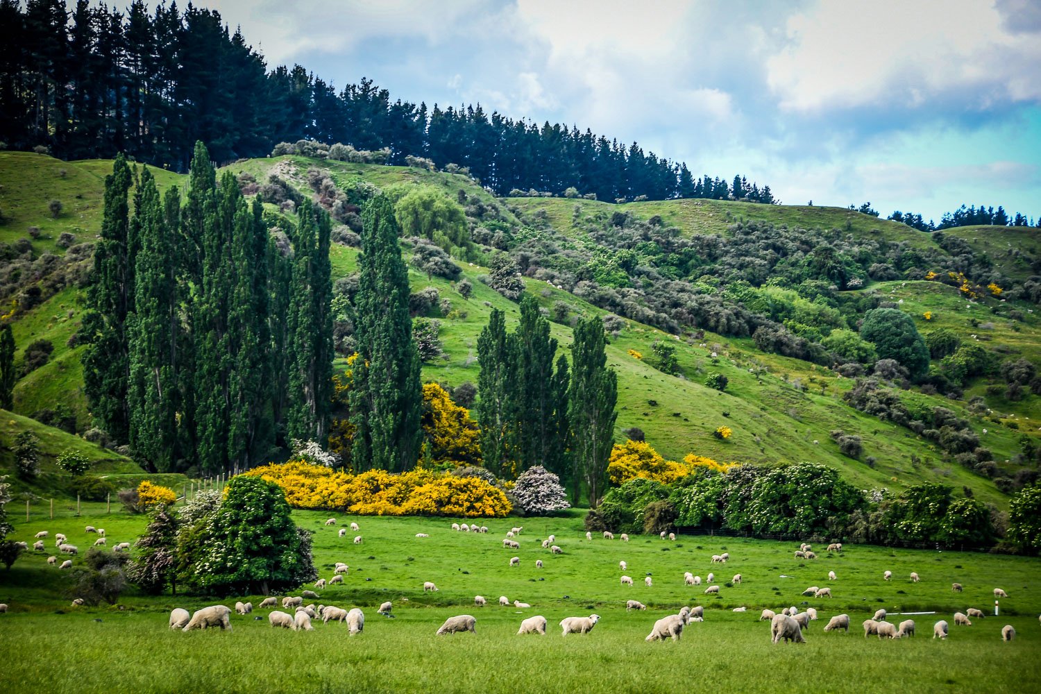 New Zealand Sheep