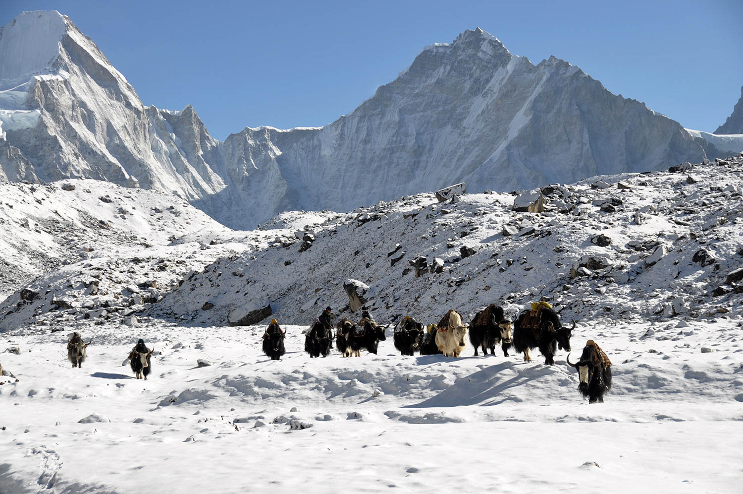 Snow yaks