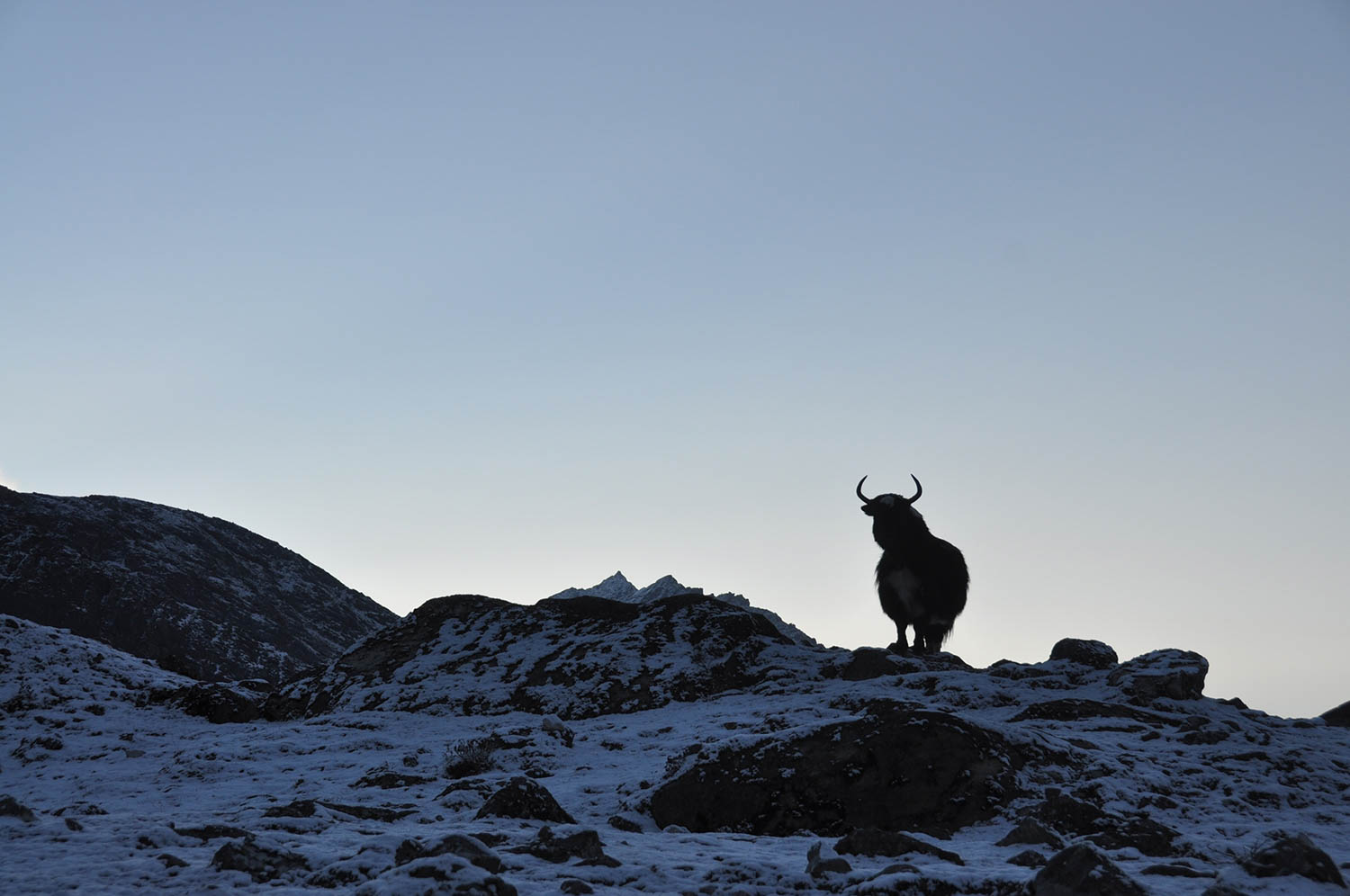 Silhouetted yak