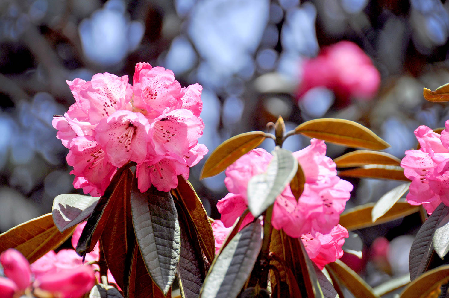 Rhododendrons