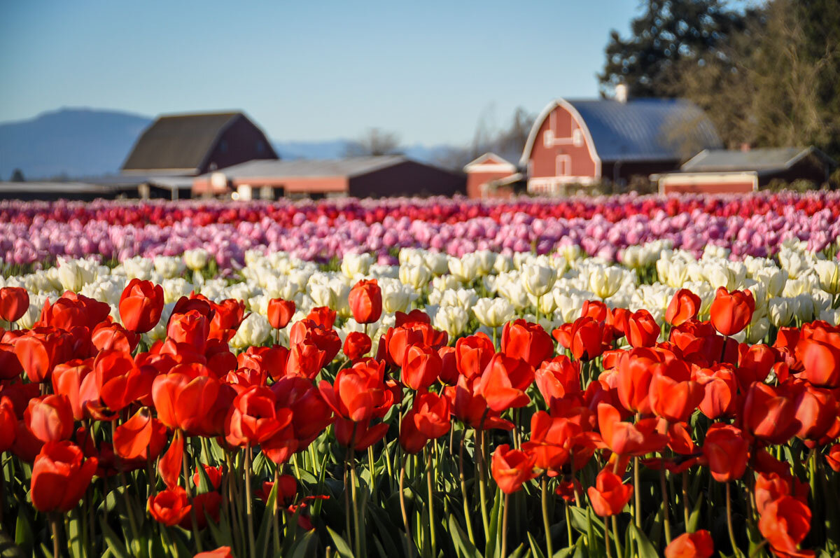Things to do in Washington State | Skagit Valley Tulip Festival