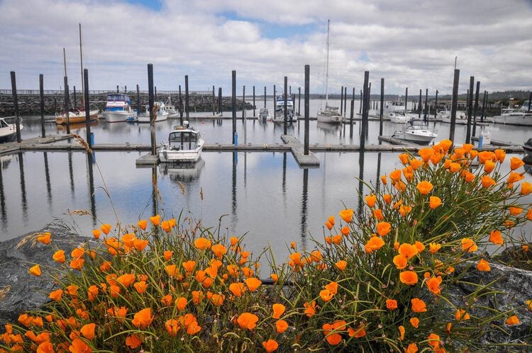 Things+to+Do+in+Oregon+Washed+Ashore