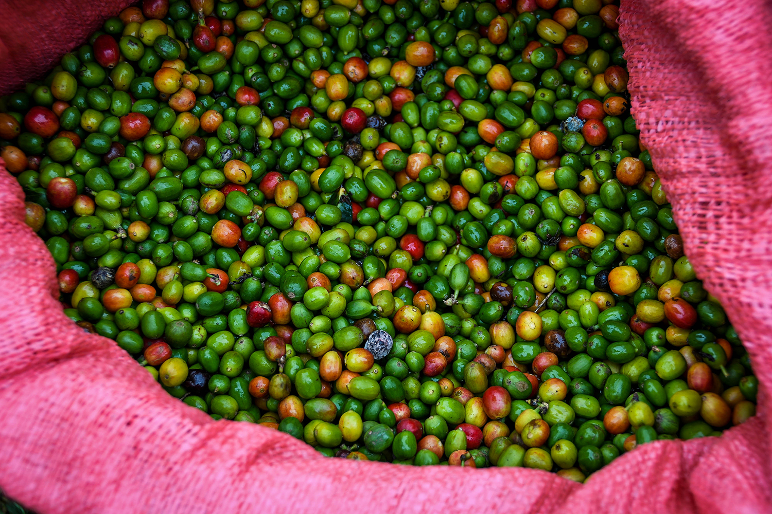 Things to Do in Lake Yojoa Honduras Coffee Farm Tour