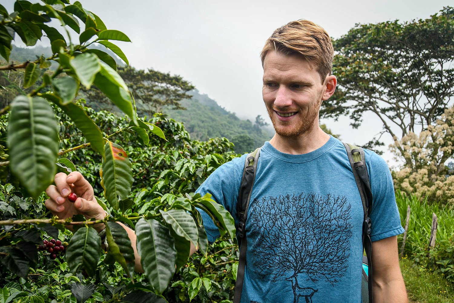 Coffee Tour Honduras Picking Coffee Beans