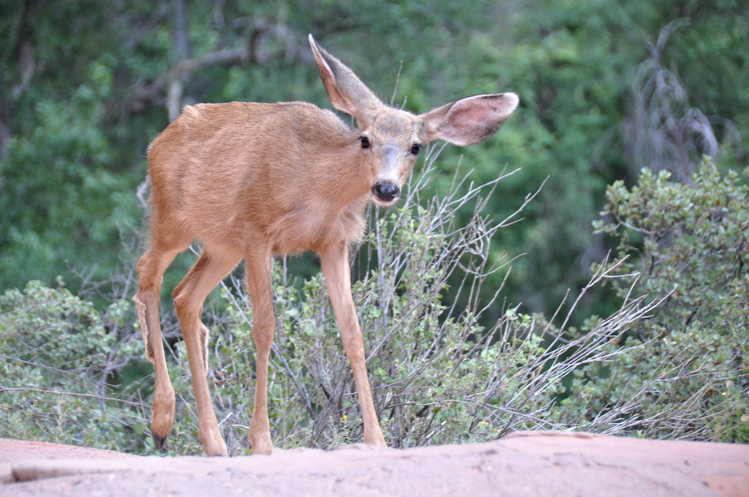 Deer Zion National Park