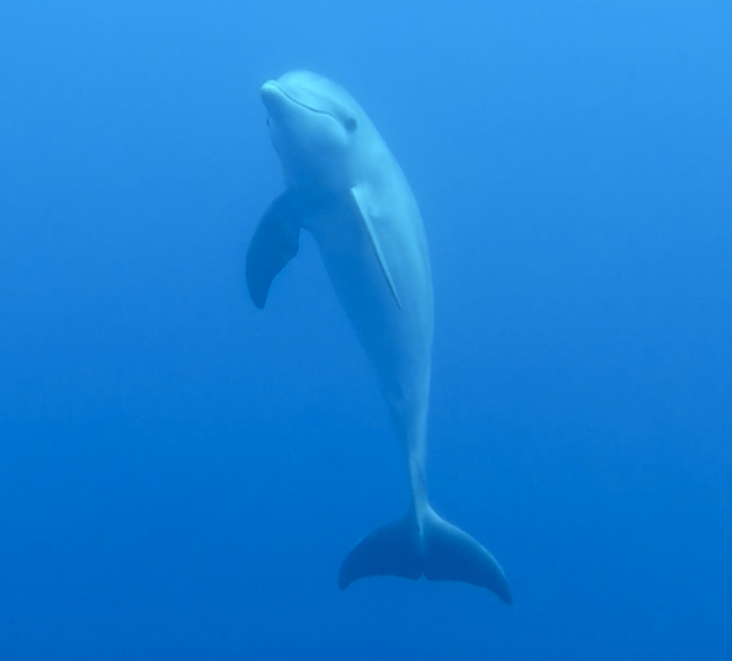 Dolphin Spotted While Scuba Diving in Placencia