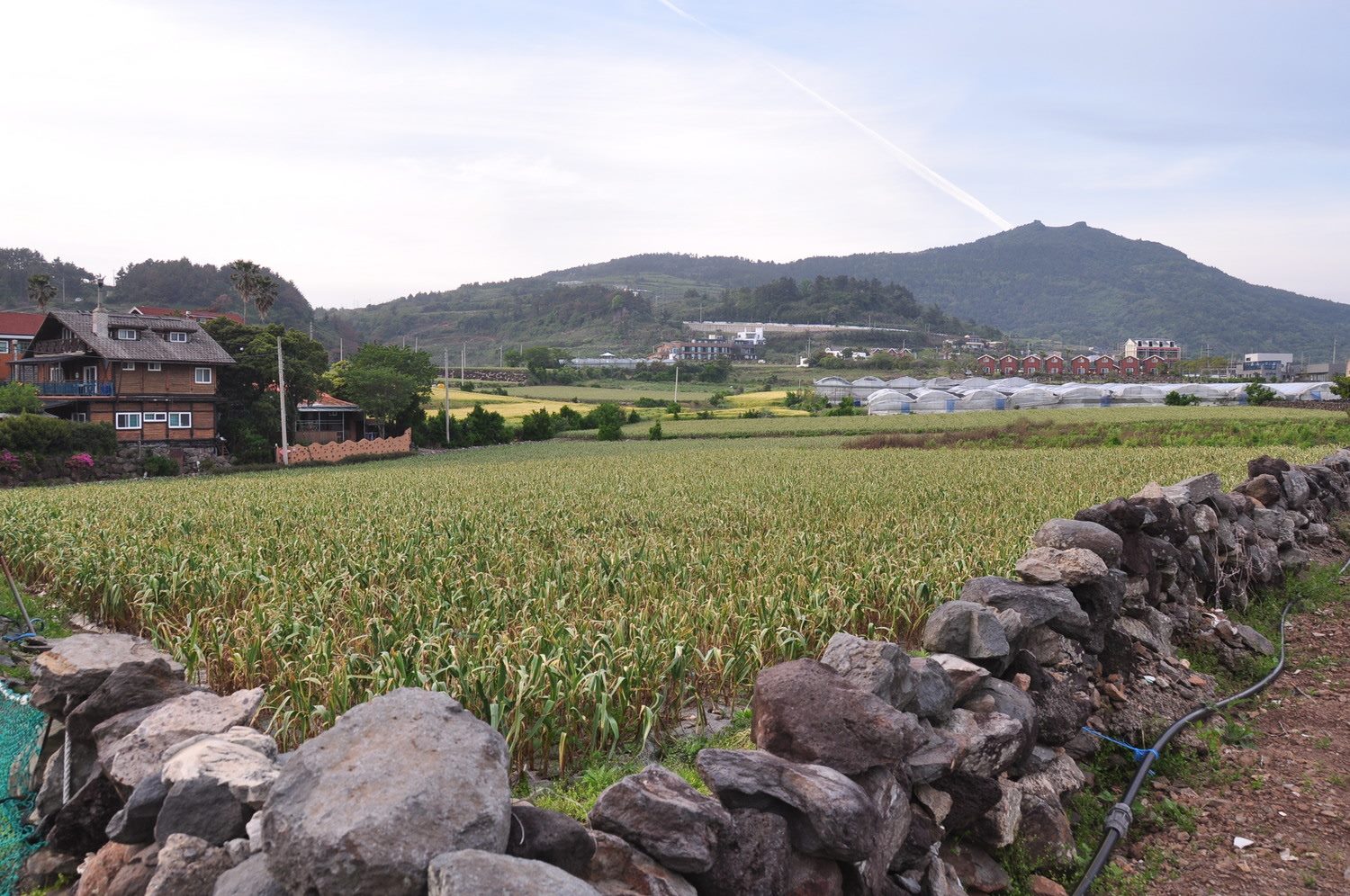 Garlic Field Near Doldam Guesthouse Jeju Korea