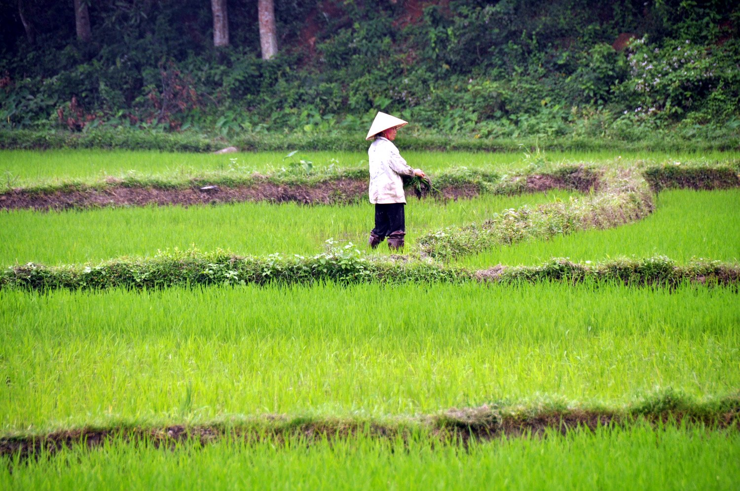 Green Rice Fields Vietnam Visa On Arrival