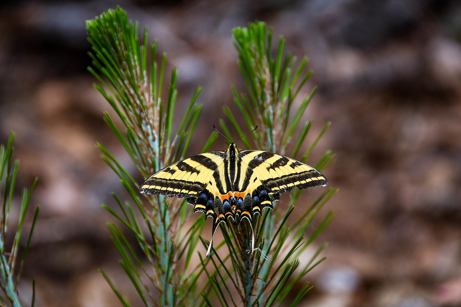 Hiking in Oaxaca's Sierra Norte Colorful Butterfly