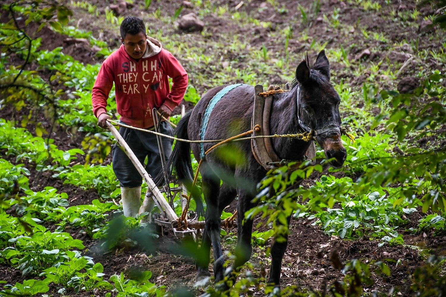 Hiking in Oaxaca's Sierra Norte Horse and plow farmer