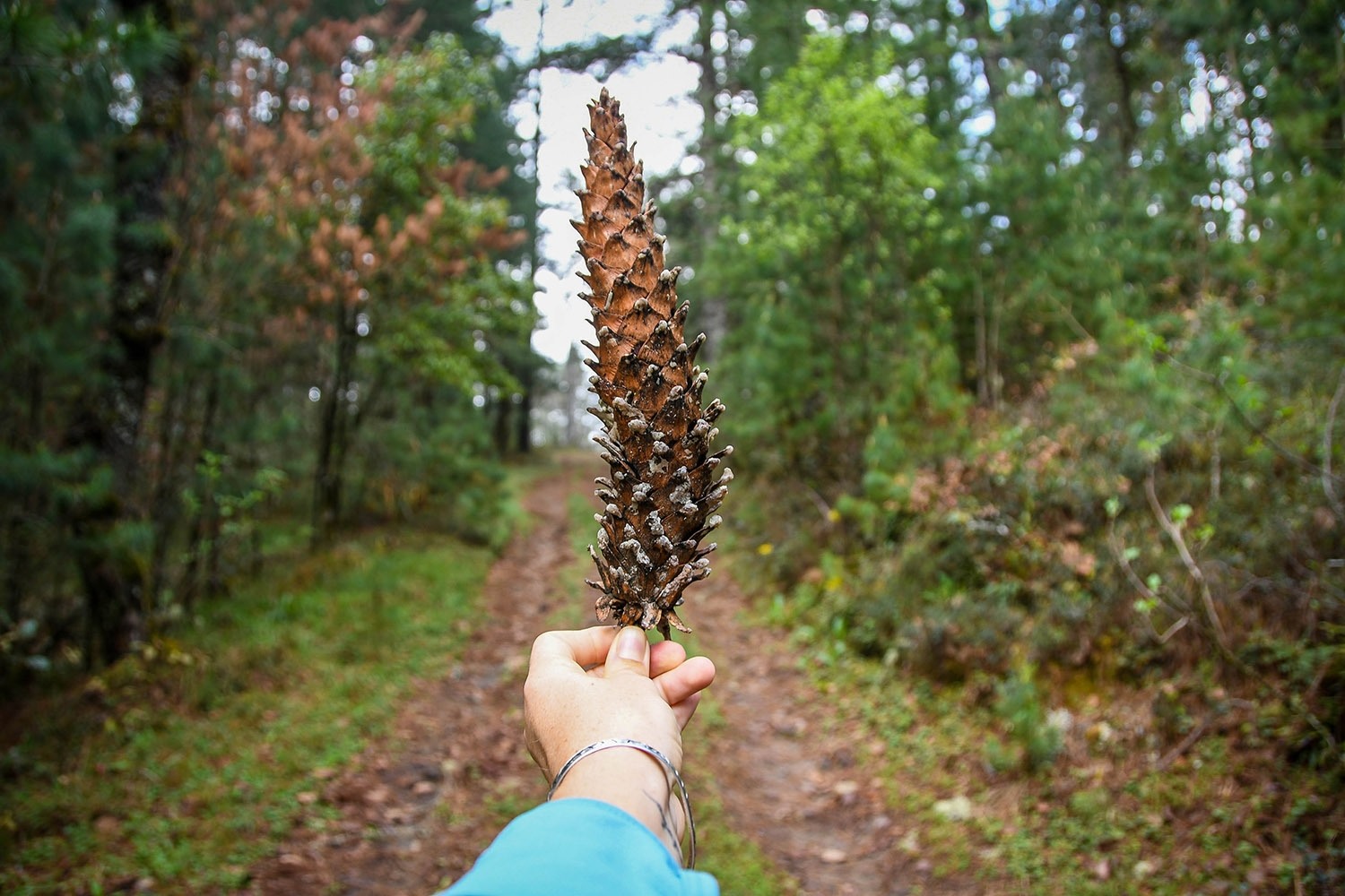 Hiking in Oaxaca's Sierra Norte Pine Cone