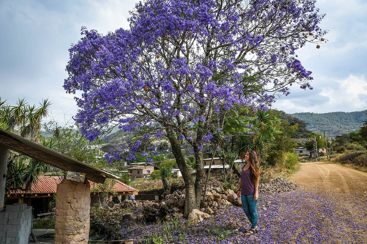 Hiking in Oaxaca's Sierra Norte Villages Flower Tree