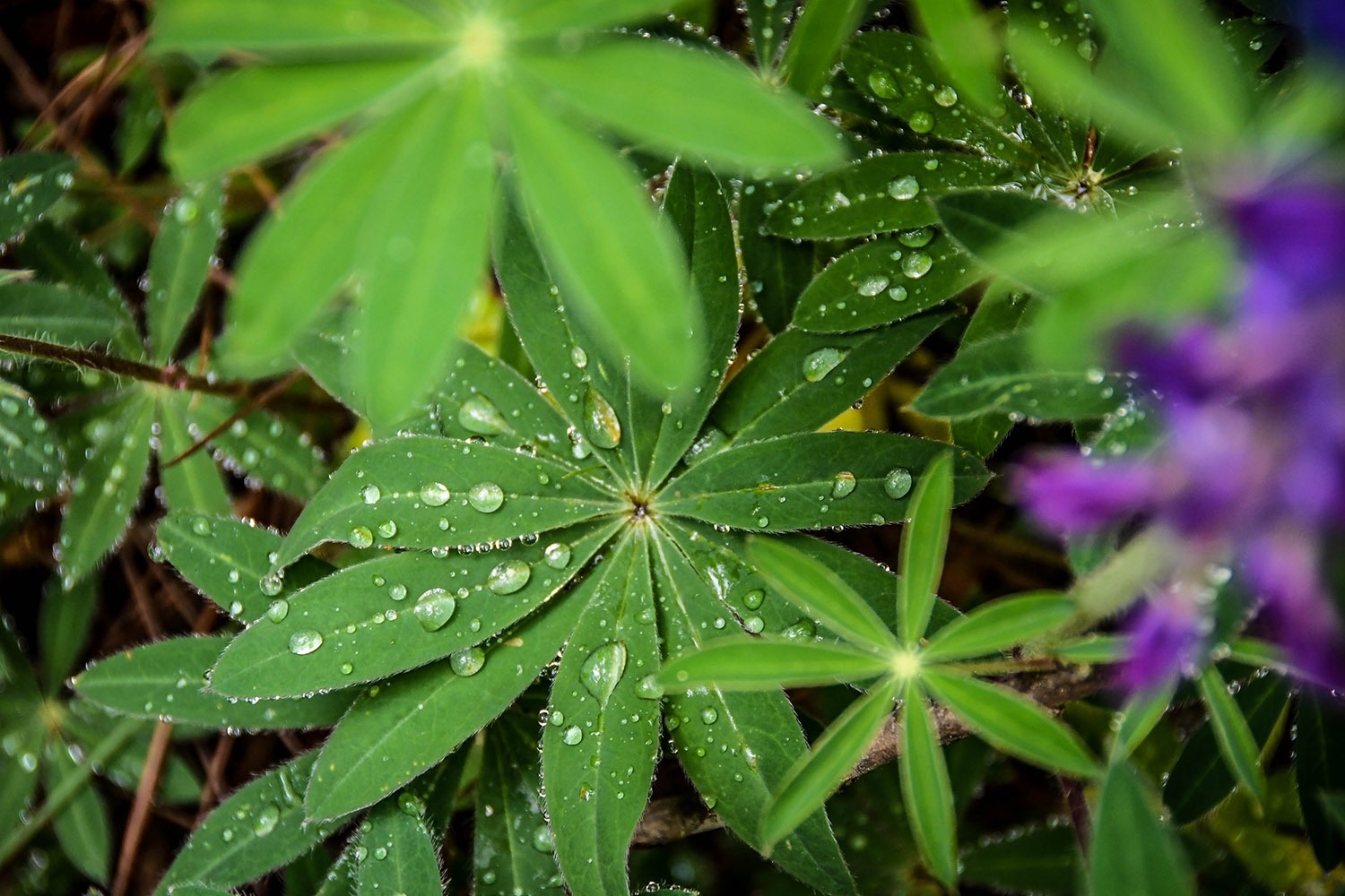 Hiking in Oaxaca's Sierra Norte Water drops on plants