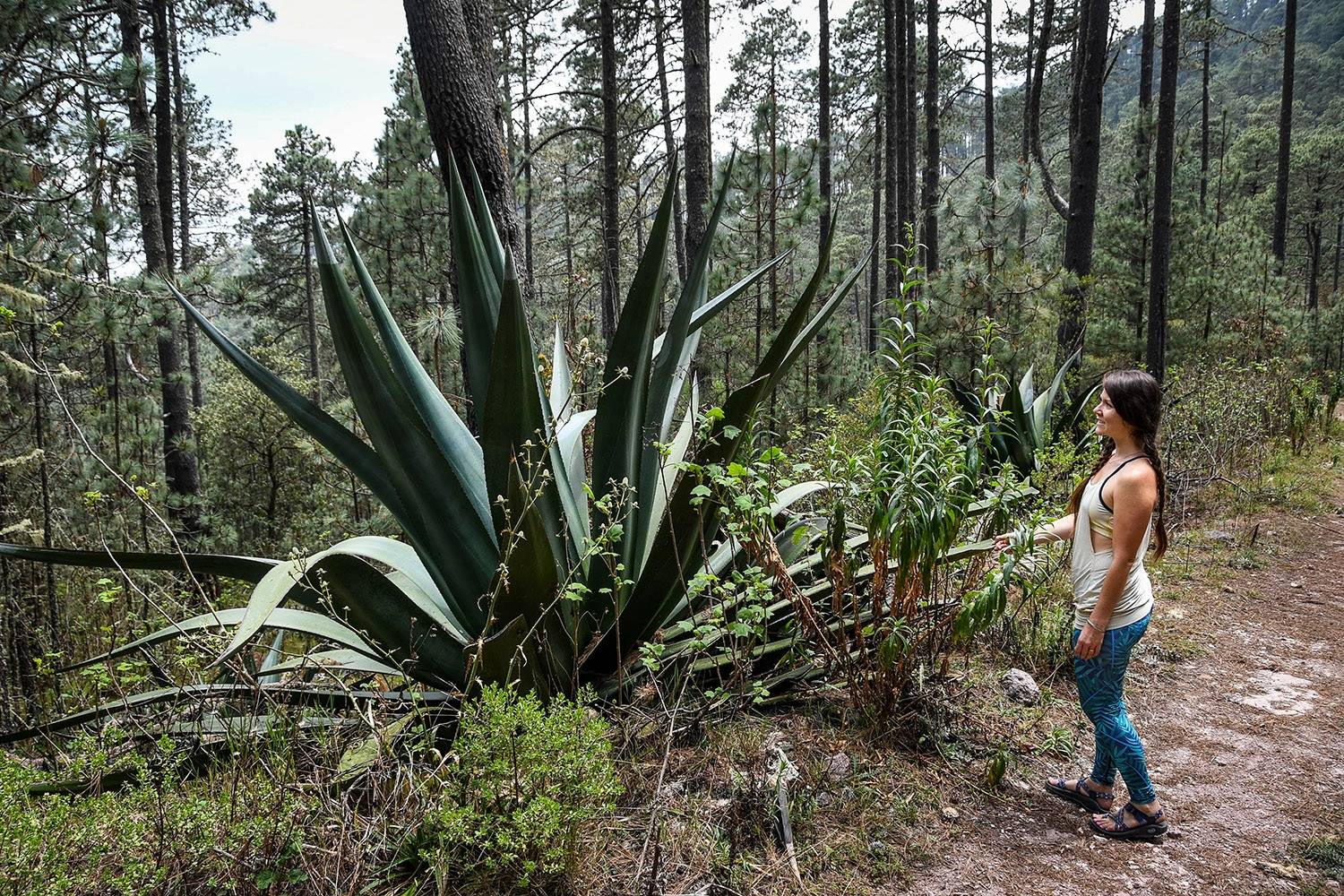 Hiking in Oaxaca Sierra Norte Villages Century Agave