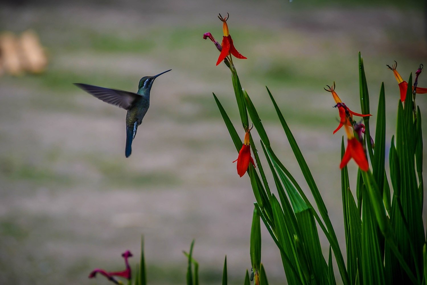 Hiking in Oaxaca Sierra Norte Villages Hummingbird