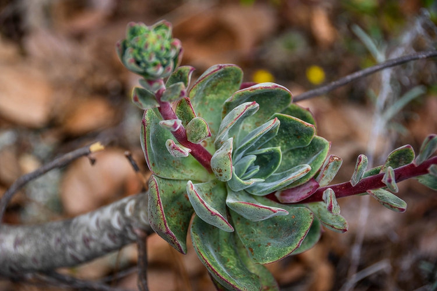 Hiking in Oaxaca Sierra Norte Villages Succulents