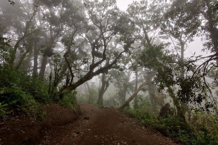 Hiking back down Volcan Acatenango on Day 2 of the trek and we hiked through the clouds.