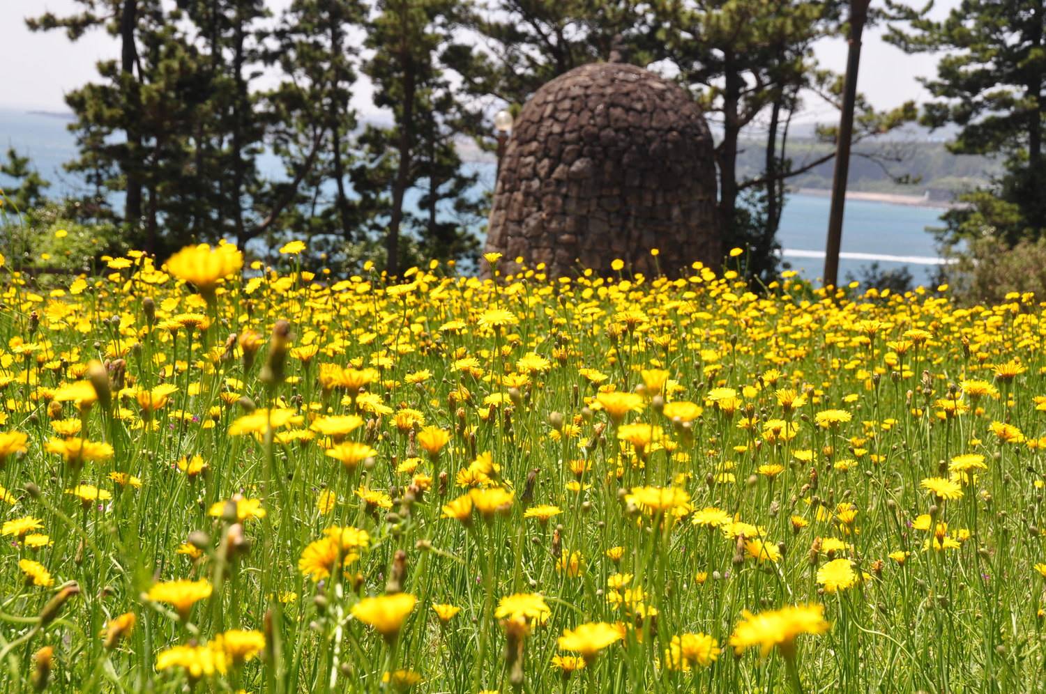 Jungmun Flowers Jeju Korea