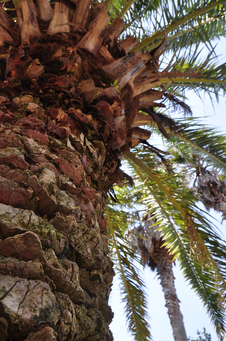 Jungmun palmtree Jeju Korea