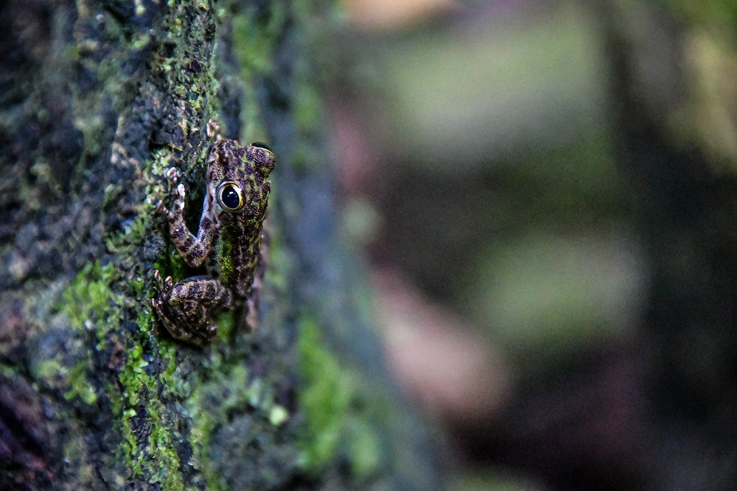 Khao Sok National Park Travel Guide Frog